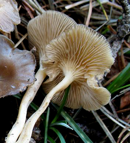 Ai margini di un sentiero